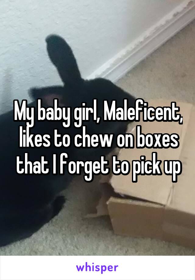 My baby girl, Maleficent, likes to chew on boxes that I forget to pick up