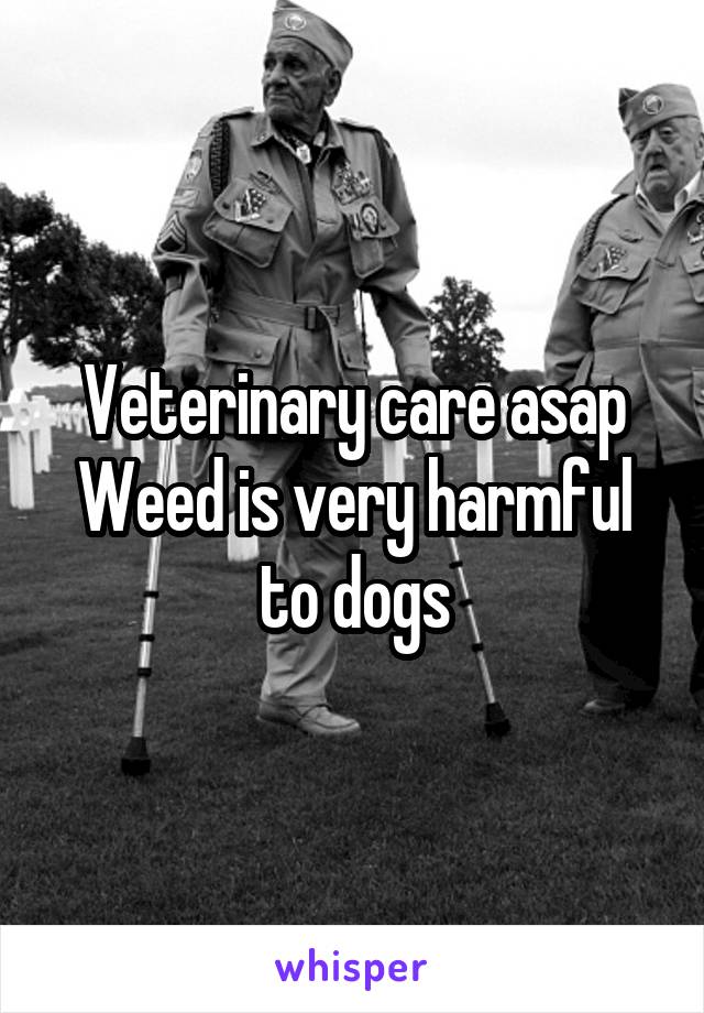 Veterinary care asap
Weed is very harmful to dogs