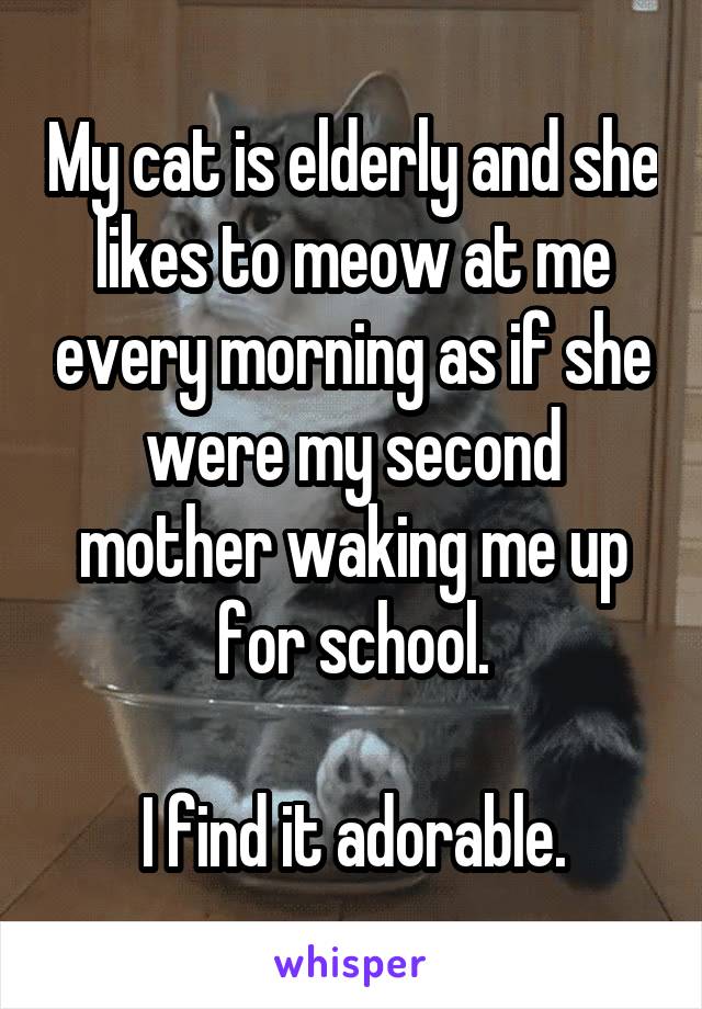 My cat is elderly and she likes to meow at me every morning as if she were my second mother waking me up for school.

I find it adorable.