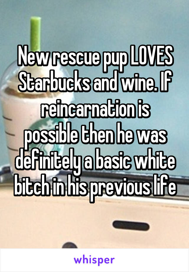 New rescue pup LOVES Starbucks and wine. If reincarnation is possible then he was definitely a basic white bitch in his previous life 