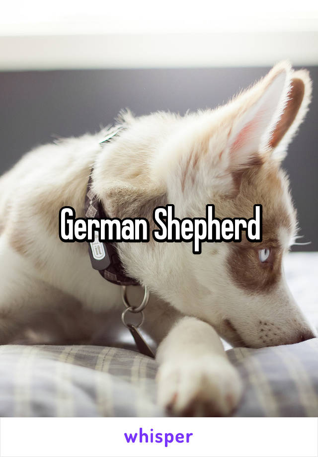 German Shepherd