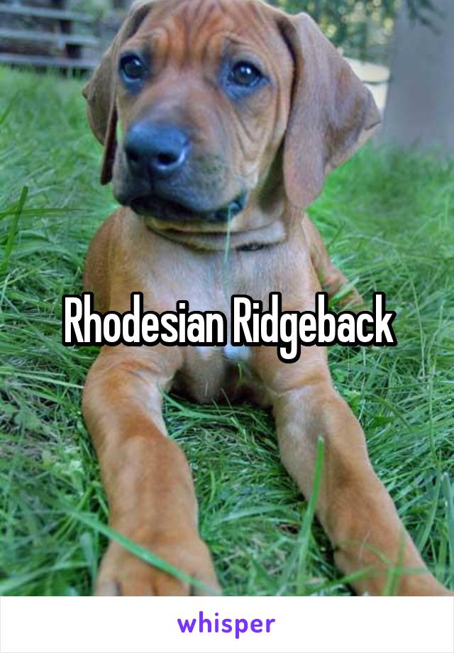 Rhodesian Ridgeback