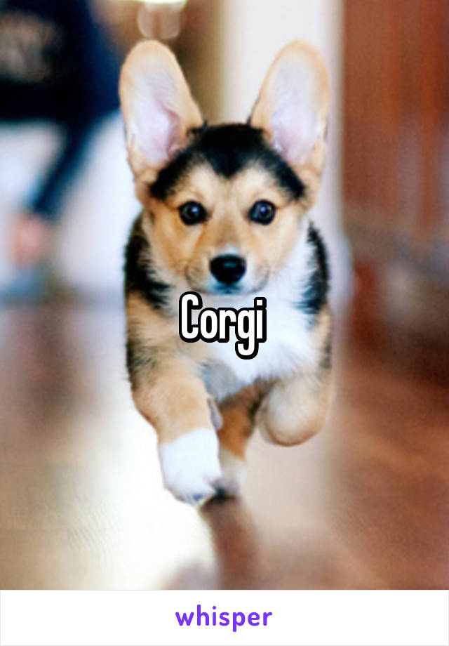 Corgi 