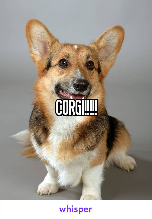 CORGI!!!!!