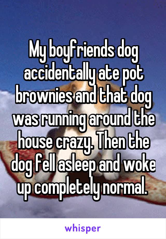 My boyfriends dog accidentally ate pot brownies and that dog was running around the house crazy. Then the dog fell asleep and woke up completely normal. 