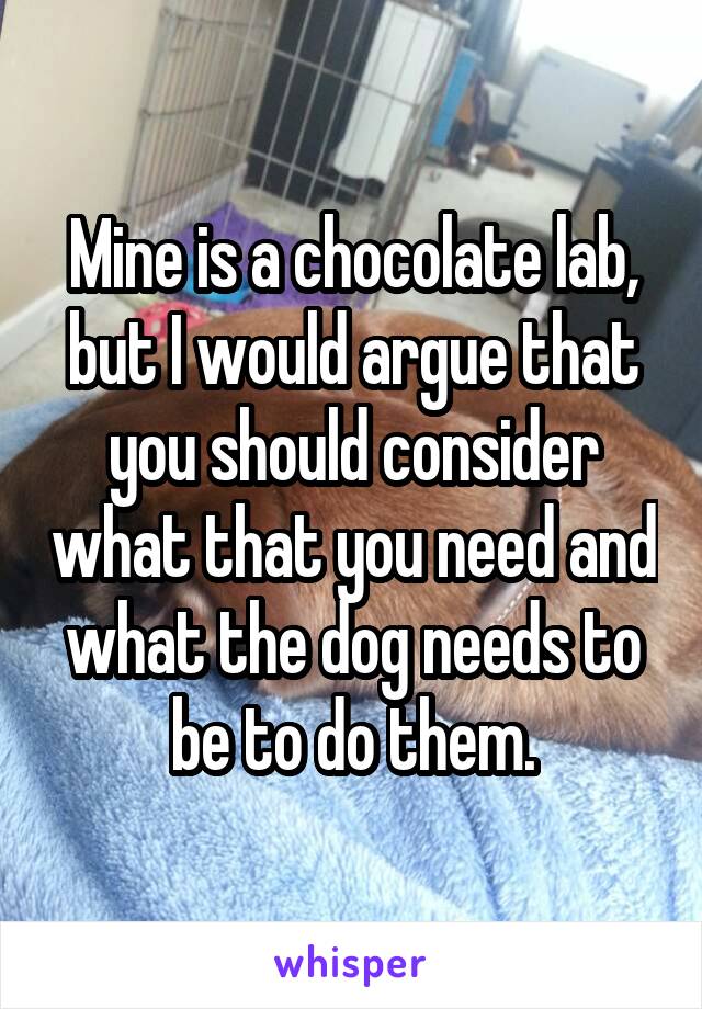 Mine is a chocolate lab, but I would argue that you should consider what that you need and what the dog needs to be to do them.