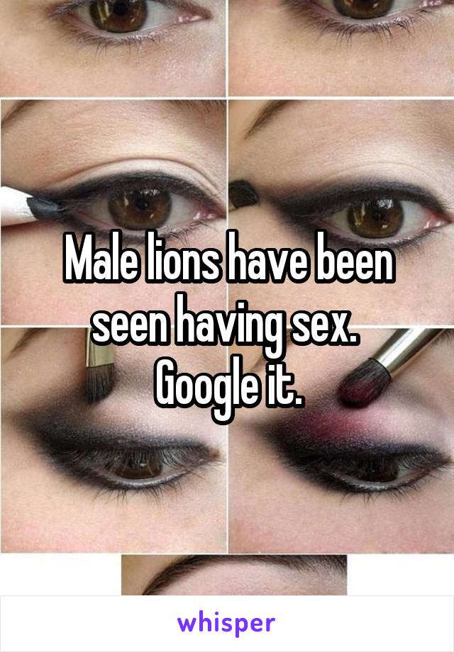 Male lions have been seen having sex. 
Google it.