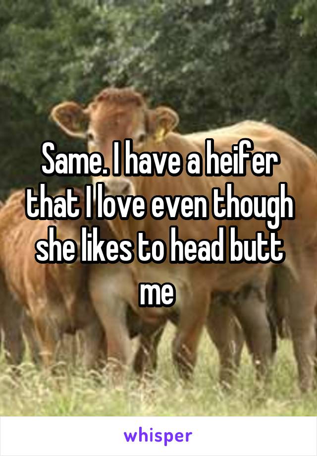 Same. I have a heifer that I love even though she likes to head butt me 