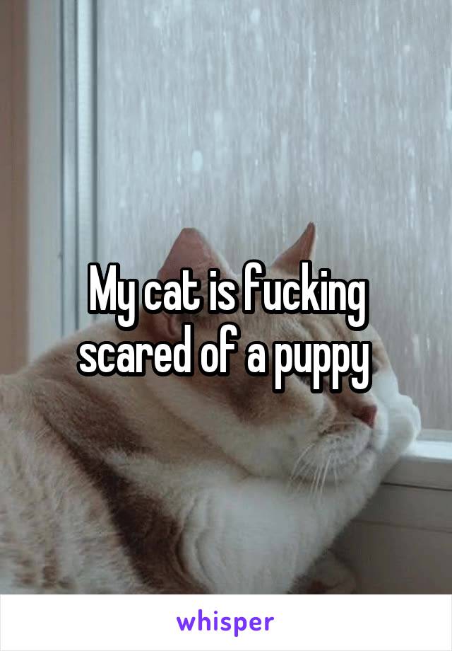 My cat is fucking scared of a puppy 