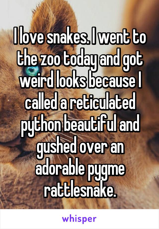 I love snakes. I went to the zoo today and got weird looks because I called a reticulated python beautiful and gushed over an adorable pygme rattlesnake.