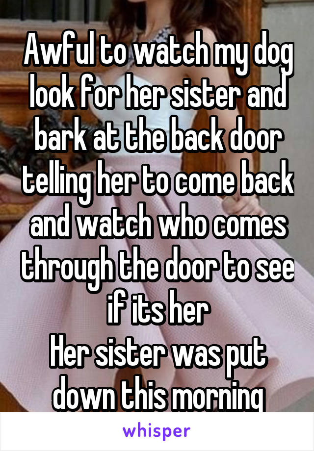 Awful to watch my dog look for her sister and bark at the back door telling her to come back and watch who comes through the door to see if its her
Her sister was put down this morning