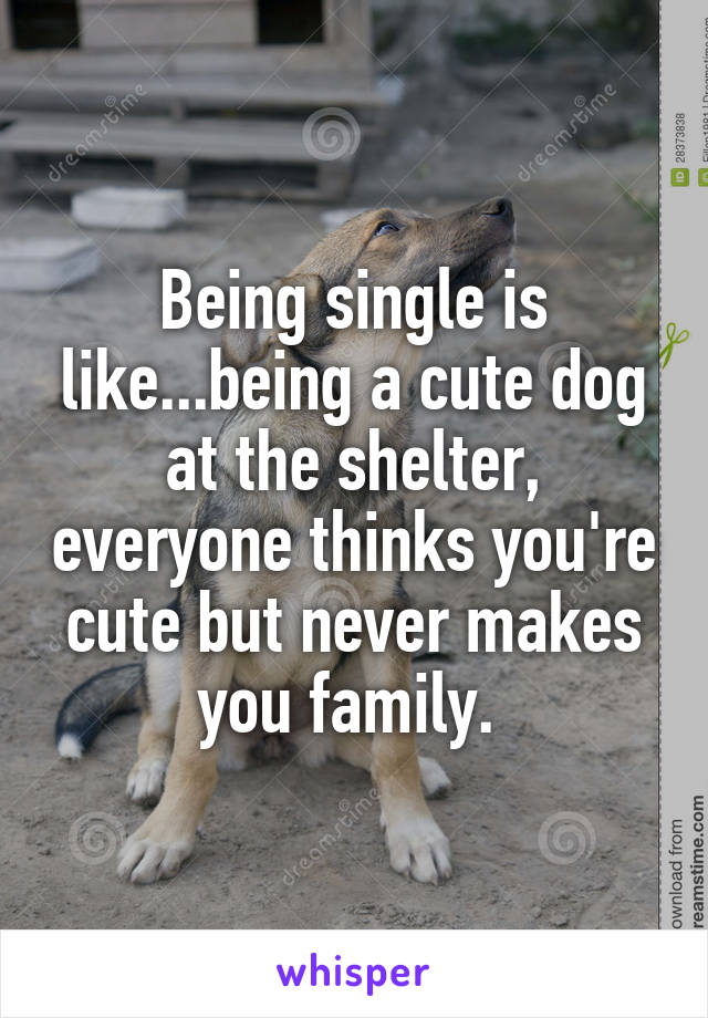 Being single is like...being a cute dog at the shelter, everyone thinks you're cute but never makes you family. 