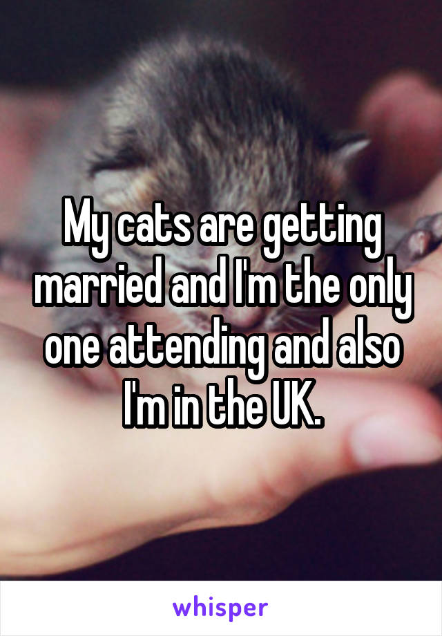 My cats are getting married and I'm the only one attending and also I'm in the UK.