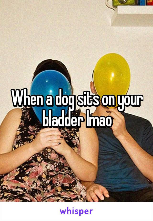 When a dog sits on your bladder lmao