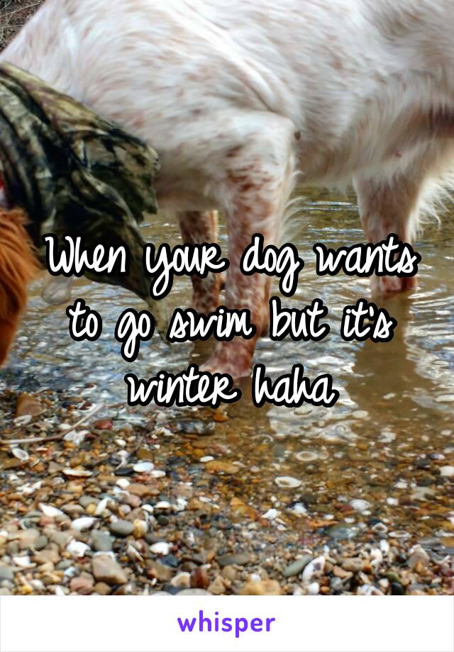 When your dog wants to go swim but it's winter haha