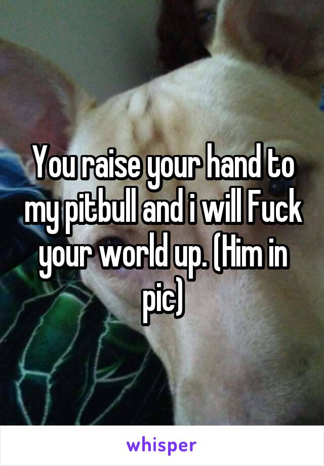 You raise your hand to my pitbull and i will Fuck your world up. (Him in pic)