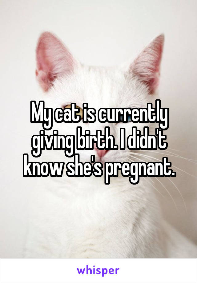 My cat is currently giving birth. I didn't know she's pregnant.