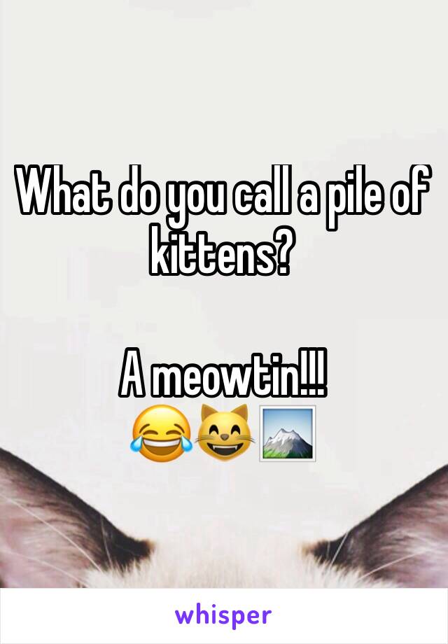 What do you call a pile of kittens?

A meowtin!!!
😂😸🏔