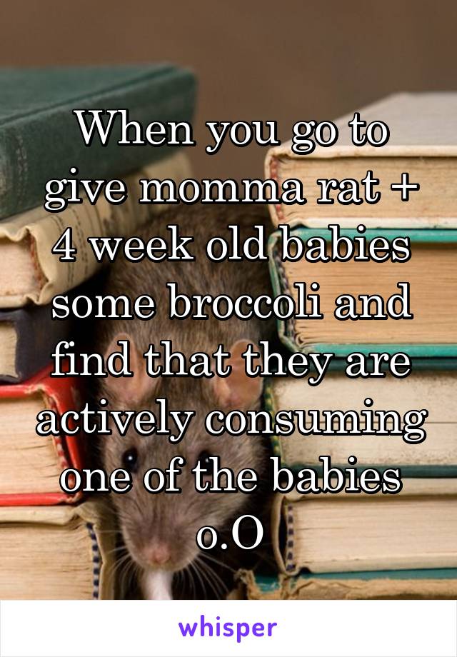 When you go to give momma rat + 4 week old babies some broccoli and find that they are actively consuming one of the babies o.O