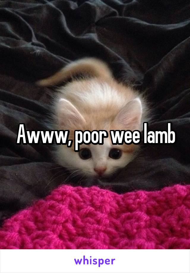 Awww, poor wee lamb