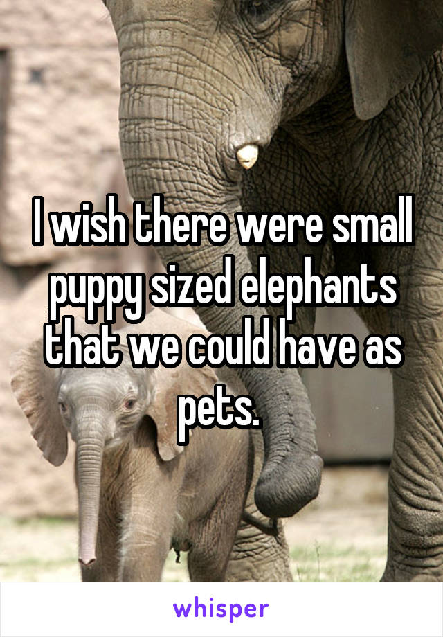 I wish there were small puppy sized elephants that we could have as pets. 