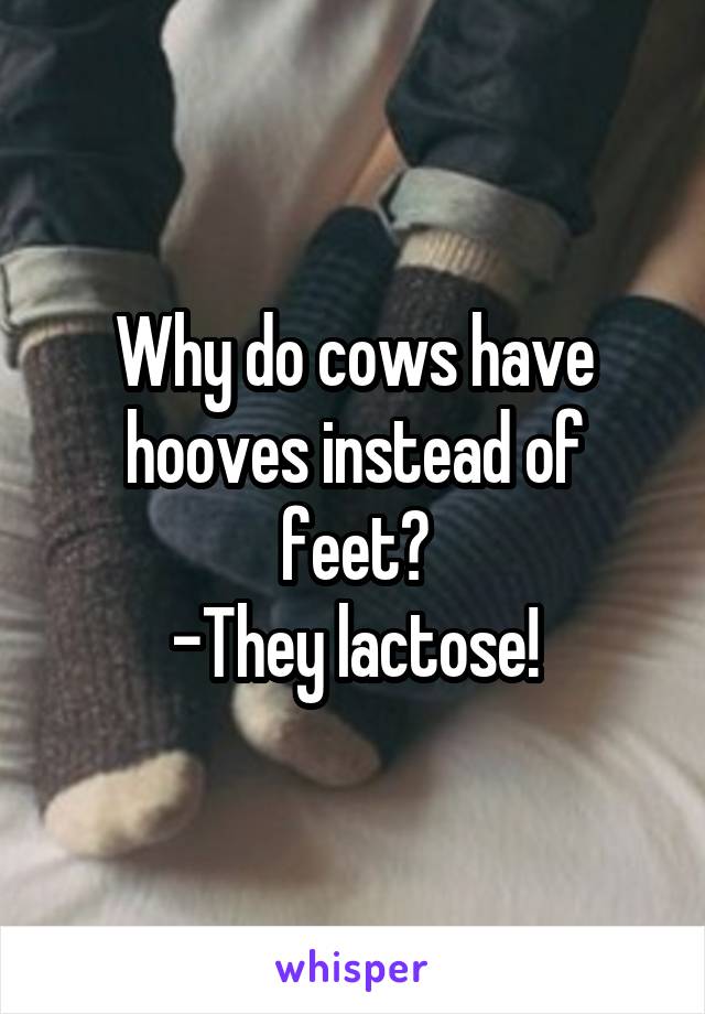 Why do cows have hooves instead of feet?
-They lactose!