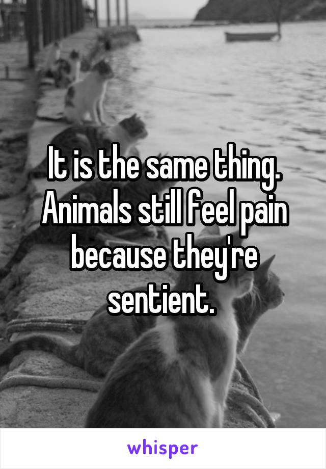 It is the same thing. Animals still feel pain because they're sentient. 