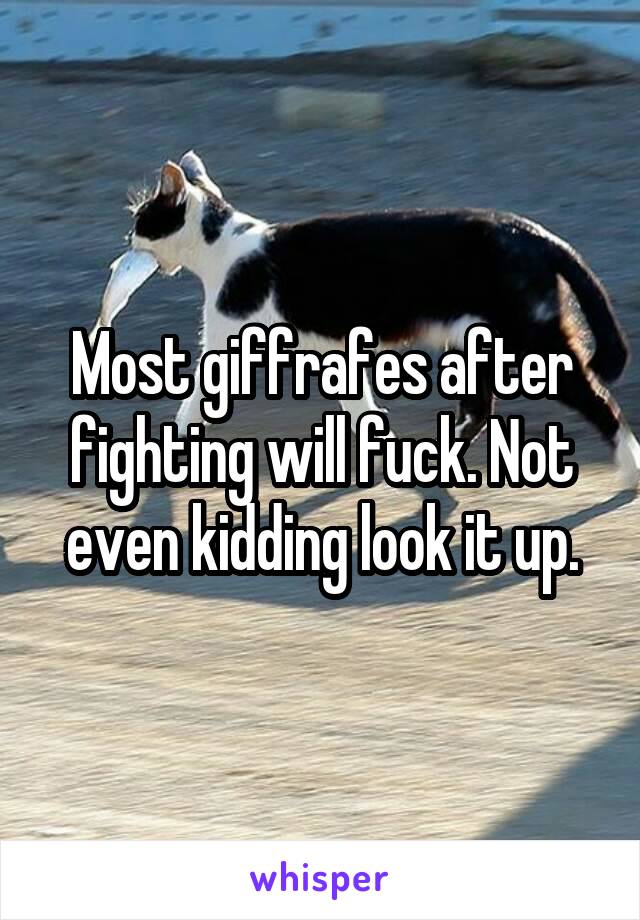 Most giffrafes after fighting will fuck. Not even kidding look it up.