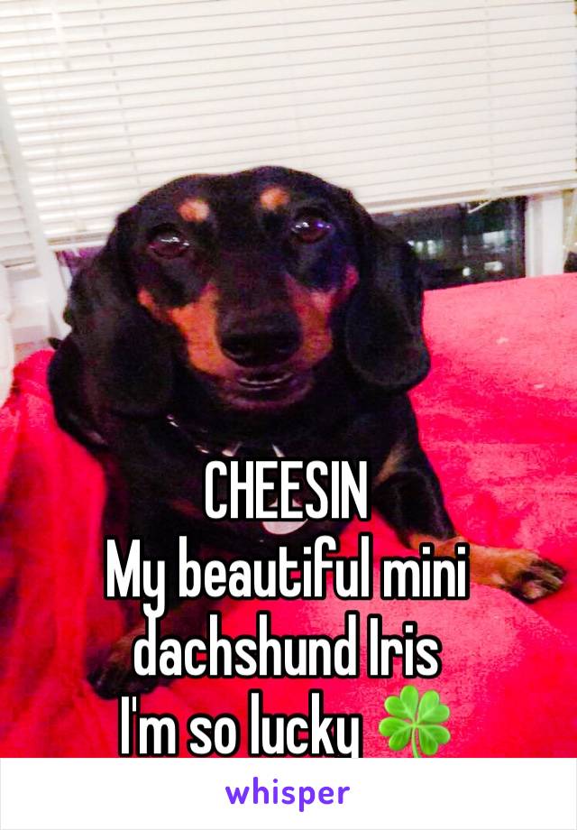 CHEESIN 
My beautiful mini dachshund Iris
I'm so lucky 🍀 