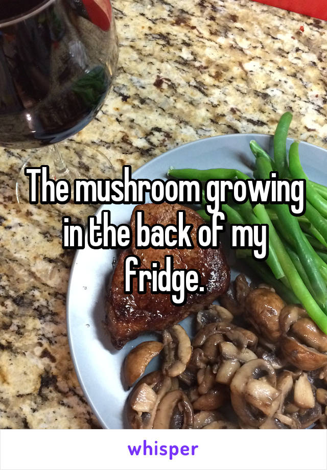 The mushroom growing in the back of my fridge.