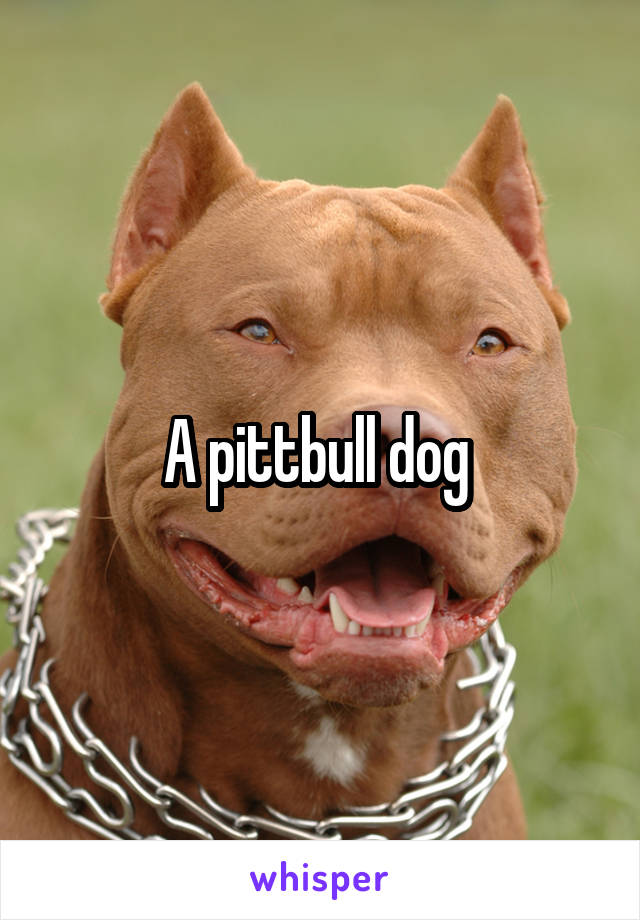 A pittbull dog 