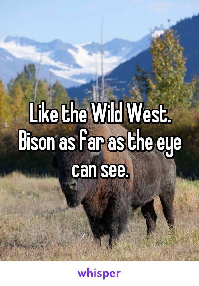 Like the Wild West. Bison as far as the eye can see.