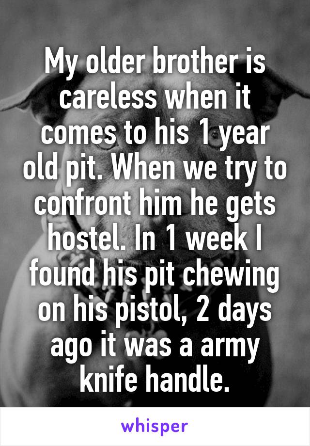 My older brother is careless when it comes to his 1 year old pit. When we try to confront him he gets hostel. In 1 week I found his pit chewing on his pistol, 2 days ago it was a army knife handle.