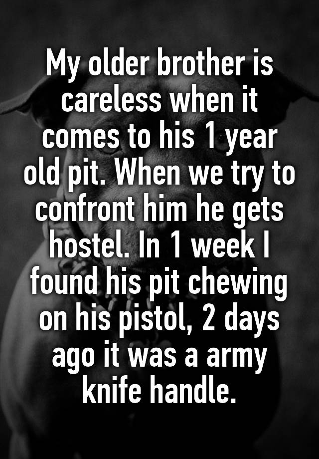 My older brother is careless when it comes to his 1 year old pit. When we try to confront him he gets hostel. In 1 week I found his pit chewing on his pistol, 2 days ago it was a army knife handle.