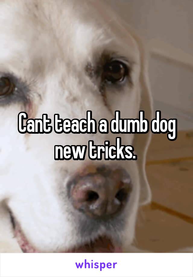 Cant teach a dumb dog new tricks. 