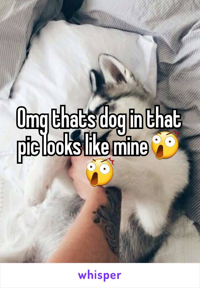 Omg thats dog in that pic looks like mine😲😲