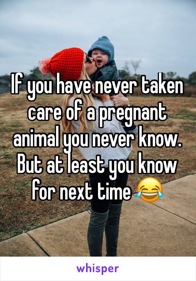 If you have never taken care of a pregnant animal you never know. But at least you know for next time 😂 