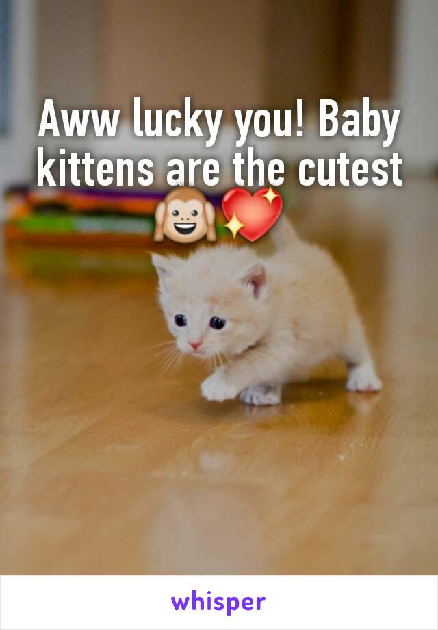 Aww lucky you! Baby kittens are the cutest🙉💖