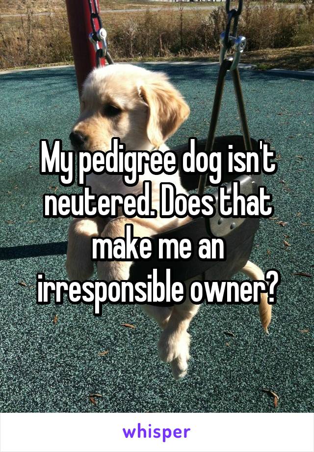 My pedigree dog isn't neutered. Does that make me an irresponsible owner?