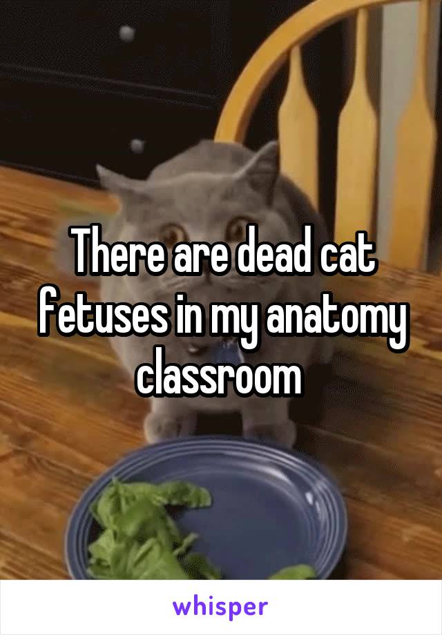 There are dead cat fetuses in my anatomy classroom 