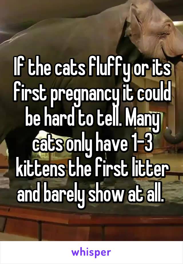 If the cats fluffy or its first pregnancy it could be hard to tell. Many cats only have 1-3 kittens the first litter and barely show at all. 