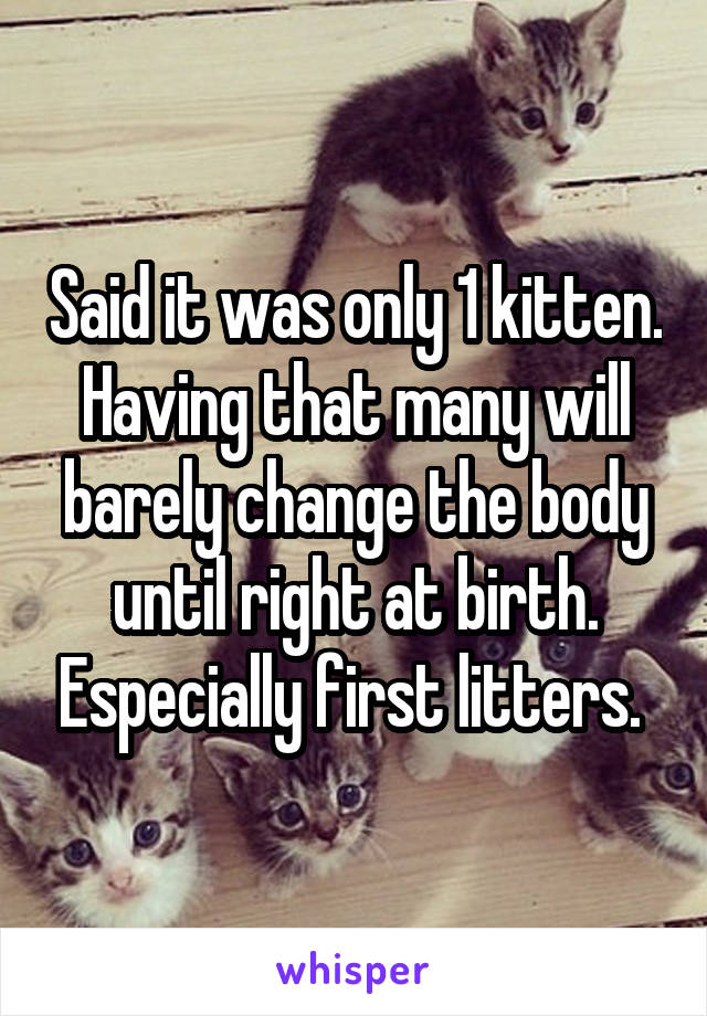 Said it was only 1 kitten. Having that many will barely change the body until right at birth. Especially first litters. 