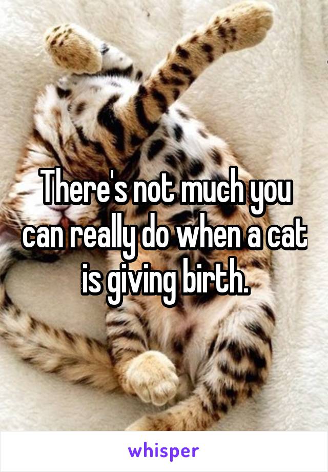 There's not much you can really do when a cat is giving birth.