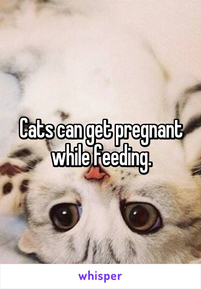 Cats can get pregnant while feeding.