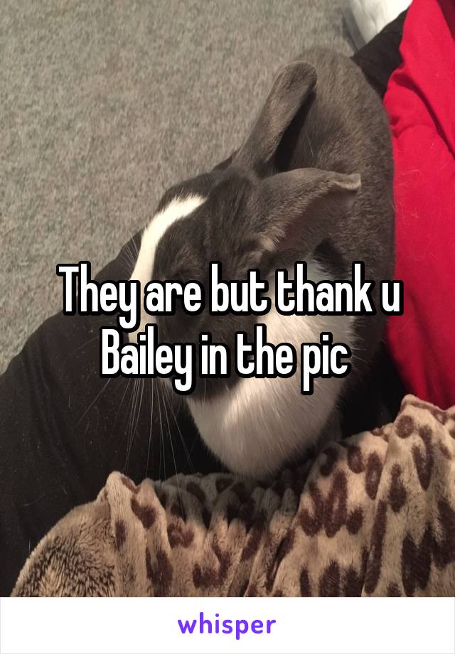 They are but thank u Bailey in the pic 