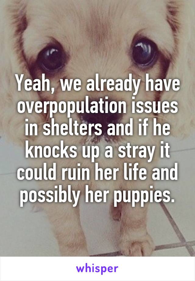 Yeah, we already have overpopulation issues in shelters and if he knocks up a stray it could ruin her life and possibly her puppies.