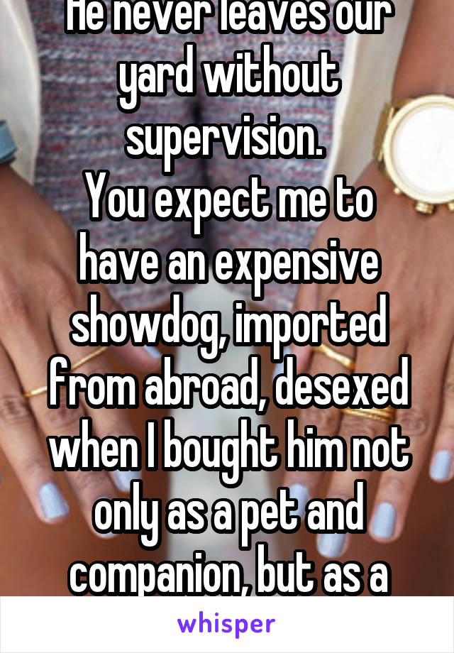 He never leaves our yard without supervision. 
You expect me to have an expensive showdog, imported from abroad, desexed when I bought him not only as a pet and companion, but as a showdog and stud?