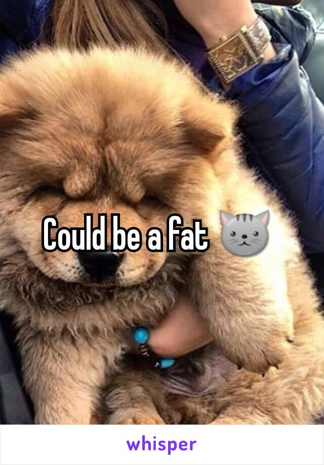 Could be a fat 🐱 