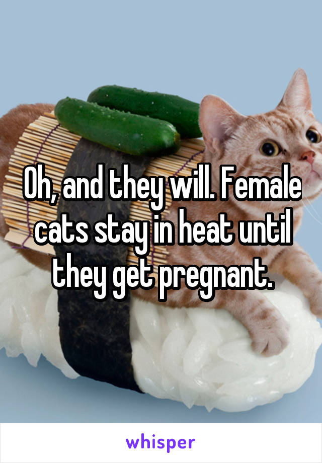 Oh, and they will. Female cats stay in heat until they get pregnant.