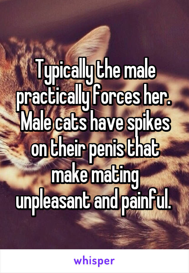 Typically the male practically forces her. 
Male cats have spikes on their penis that make mating unpleasant and painful. 